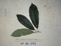 Ryparosa amplifolia image