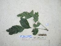 Harpullia longipetala image