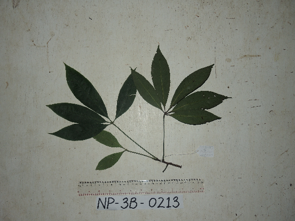 Annesijoa novoguineensis image