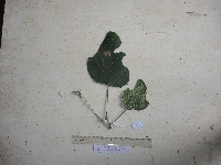 Macaranga bifoveata image