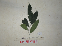 Gomphandra montana image