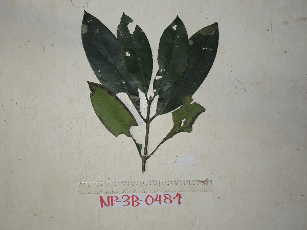 Garcinia archboldiana image