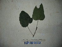 Macaranga bifoveata image