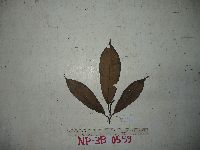 Palaquium supfianum image