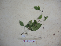 Thumbnail image of current specimen