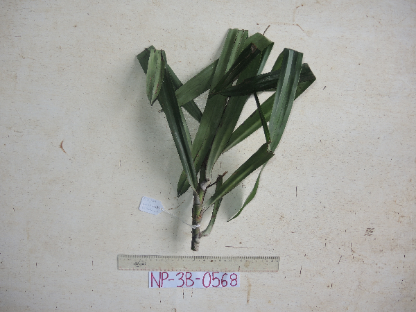 Freycinetia funicularis image