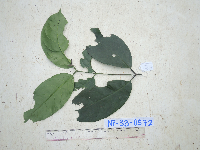 Gnetum latifolium image