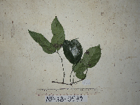 Gnetum latifolium image