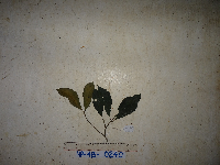Palaquium supfianum image