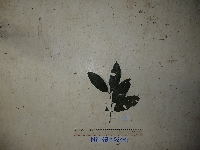 Syzygium flavescens image