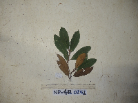 Palaquium supfianum image