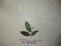 Syzygium flavescens image