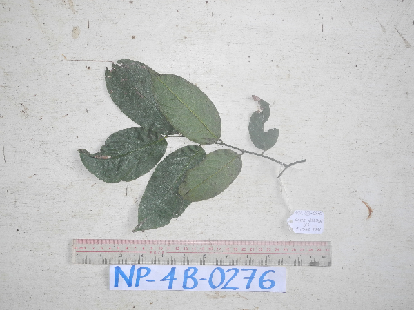 Ventilago papuana image