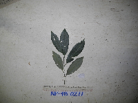 Myristica filipes image