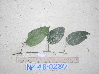 Chlaenandra ovata image