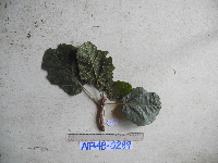 Image Associated With the Occurence