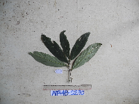 Thumbnail image of current specimen