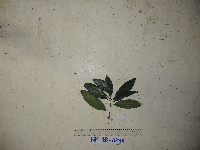 Syzygium flavescens image