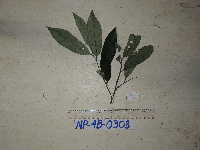 Myristica filipes image
