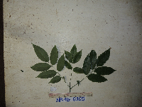 Aganope heptaphylla image
