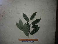 Myristica filipes image