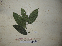 Citronella suaveolens image