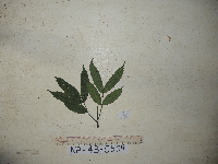 Thumbnail image of current specimen