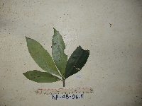Ternstroemia cherryi image