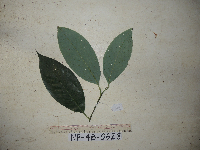 Litsea ledermannii image