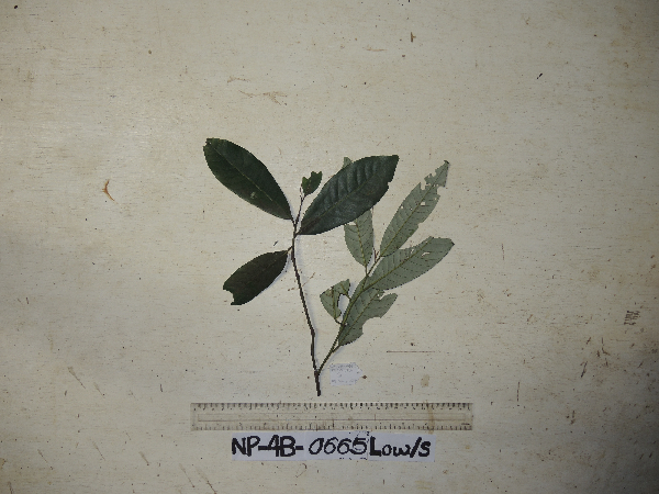 Myristica laevifolia image