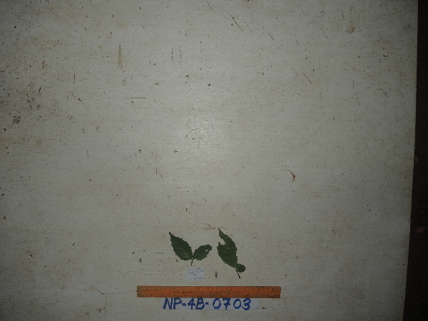 Tetrastigma image