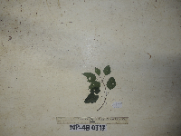 Mallotus repandus image