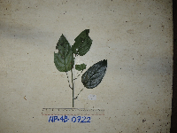 Chlaenandra ovata image