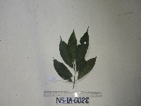 Ficus arfakensis image