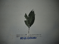 thumbnail image of current specimen