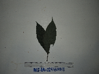 Calycacanthus magnusianus image