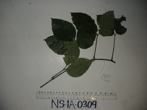 Tetrastigma lauterbachianum image