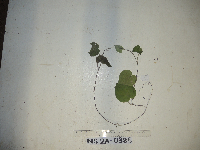 Thumbnail image of current specimen