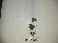 Thumbnail image of current specimen