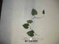 Thumbnail image of current specimen