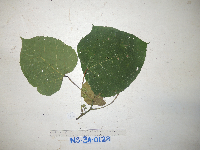 Macaranga bifoveata image