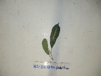 Ryparosa amplifolia image