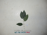 Image Associated With the Occurence