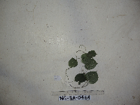 Thumbnail image of current specimen