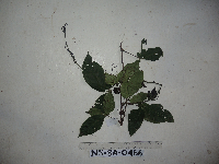 thumbnail image of current specimen