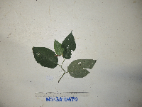 Piper celtidiforme image