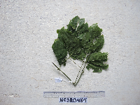 Image of Mucuna mollissima
