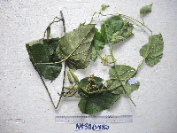 thumbnail image of current specimen