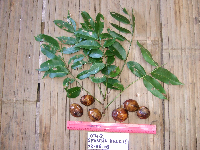 Spondias dulcis image