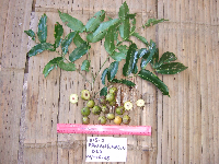 Dracontomelon dao image